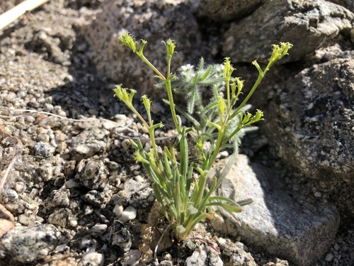 iNaturalist observation photo of Brittle Spineflower