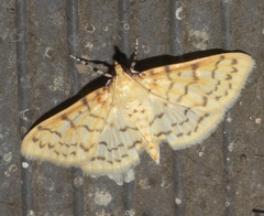 Polygrammodes flavidalis