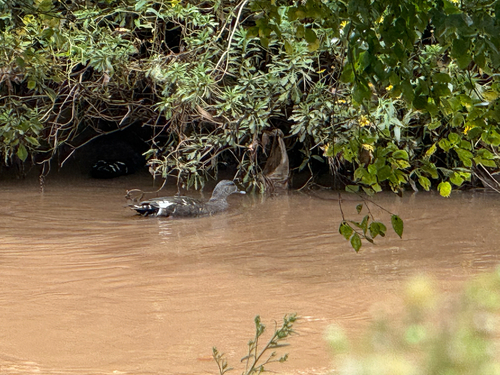 iNaturalist: (c) Jen, some rights reserved (CC BY-NC), uploaded by Jen iNaturalist image