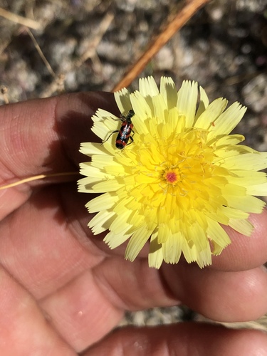 iNaturalist observation photo of desert dandelion