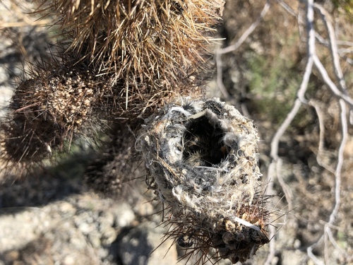 iNaturalist observation photo of Costa's Hummingbird