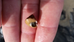 Calliostoma gloriosum