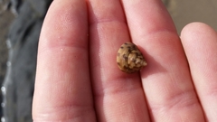 Calliostoma gloriosum