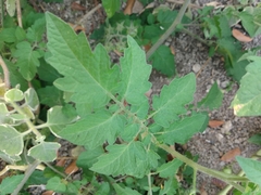 Solanum lycopersicum