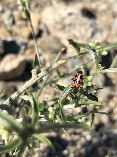 iNaturalist observation photo of Ornate Checkered Beetle
