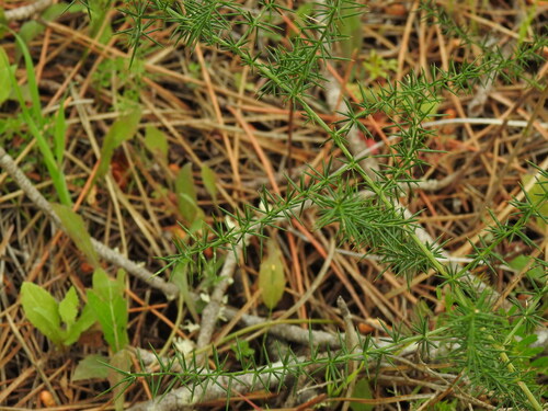 Mediterranean Asparagus (Asparagus aphyllus)