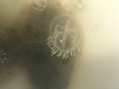 Polyorchis penicillatus image