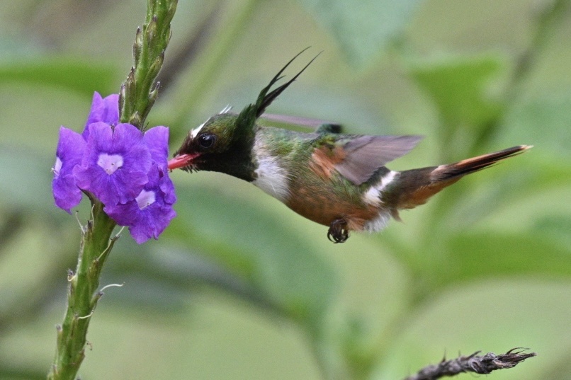 White-crested Coquette (Lophornis adorabilis), photo 5
