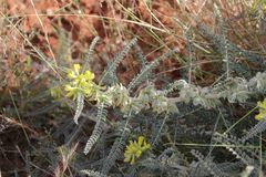 Astragalus maurorum image