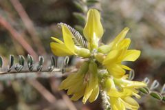 Image of Astragalus maurorum