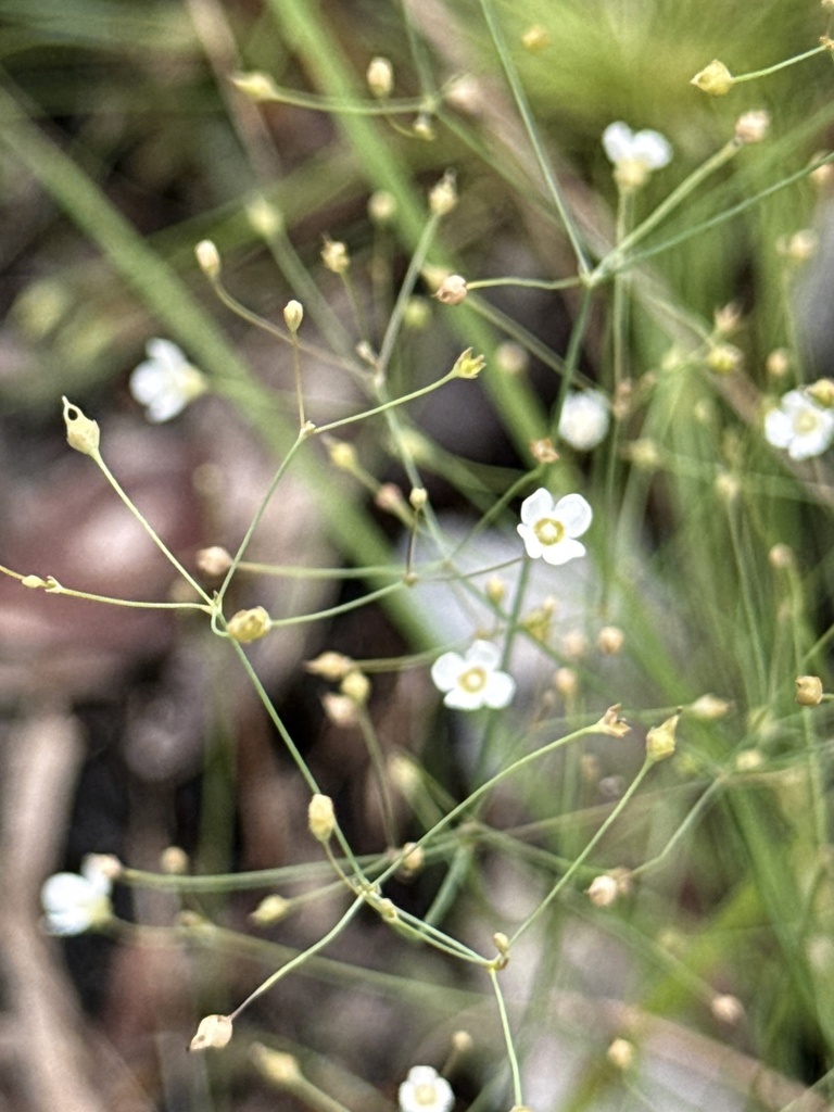 Mitrasacme glaucescens
