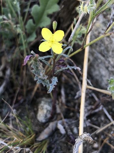 iNaturalist observation photo of California primrose