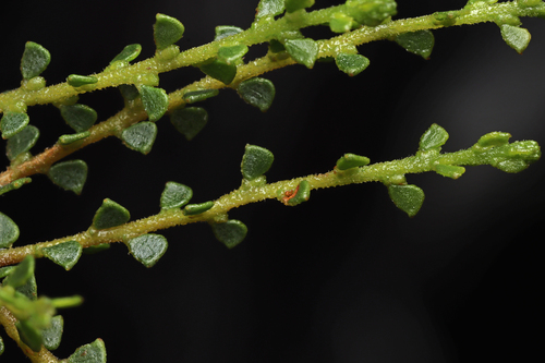 neat wattle (Acacia rhetinocarpa)