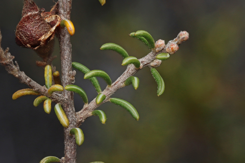 silky parrot-pea (Dillwynia uncinata)
