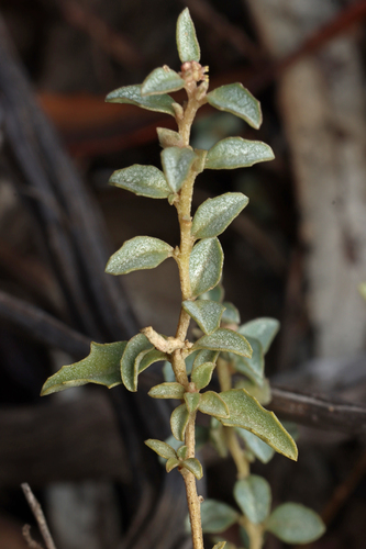 berry saltbush (Atriplex semibaccata)