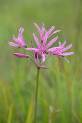 Nerine appendiculata