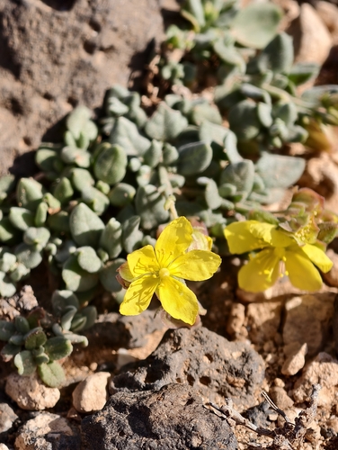 Helianthemum canariense, photograph 3