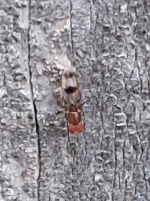 Unknown species found near Hope Mills, NC 28348, USA