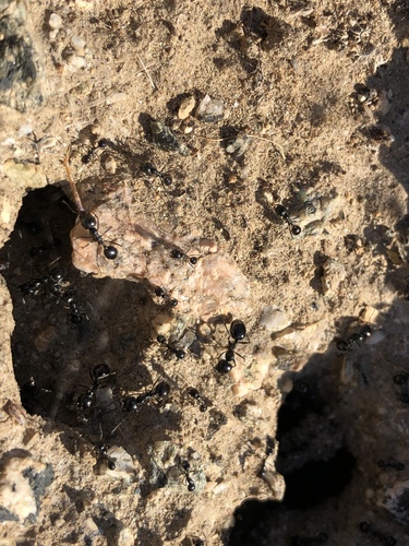 iNaturalist observation photo of Black Harvester Ant