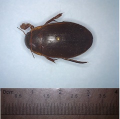 Dytiscus fasciventris
