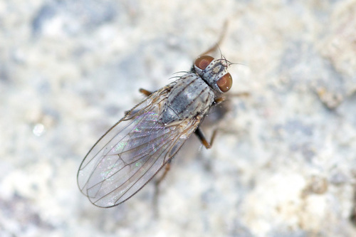 Caricea erythrocera