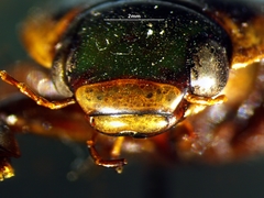 Dytiscus fasciventris