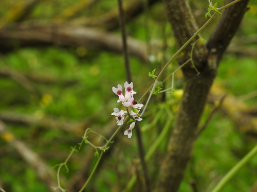 Ceratocapnos heterocarpa, photograph 2