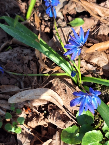 Siberian squill