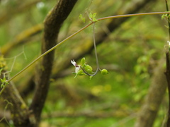 Ceratocapnos heterocarpa, photograph Duarte Frade, CC BY, iNaturalist via GBIF