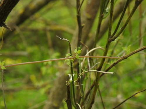 Ceratocapnos heterocarpa, photograph 4
