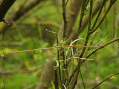 Ceratocapnos heterocarpa, photograph Duarte Frade, CC BY, iNaturalist via GBIF