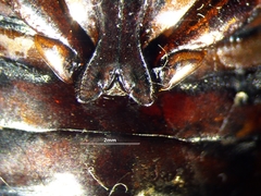 Dytiscus fasciventris