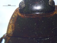 Dytiscus fasciventris