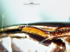 Dytiscus fasciventris