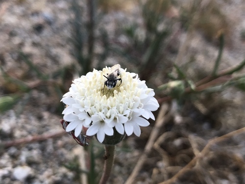 iNaturalist observation photo of Fremont's pincushion