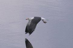Larus fuscus