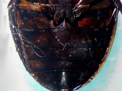 Dytiscus fasciventris