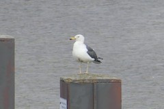 Larus fuscus