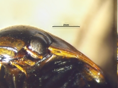 Dytiscus fasciventris