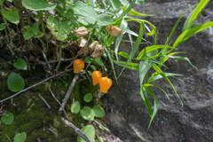 Sandersonia aurantiaca, photograph (c) Morten Ross, some rights reserved (CC BY)