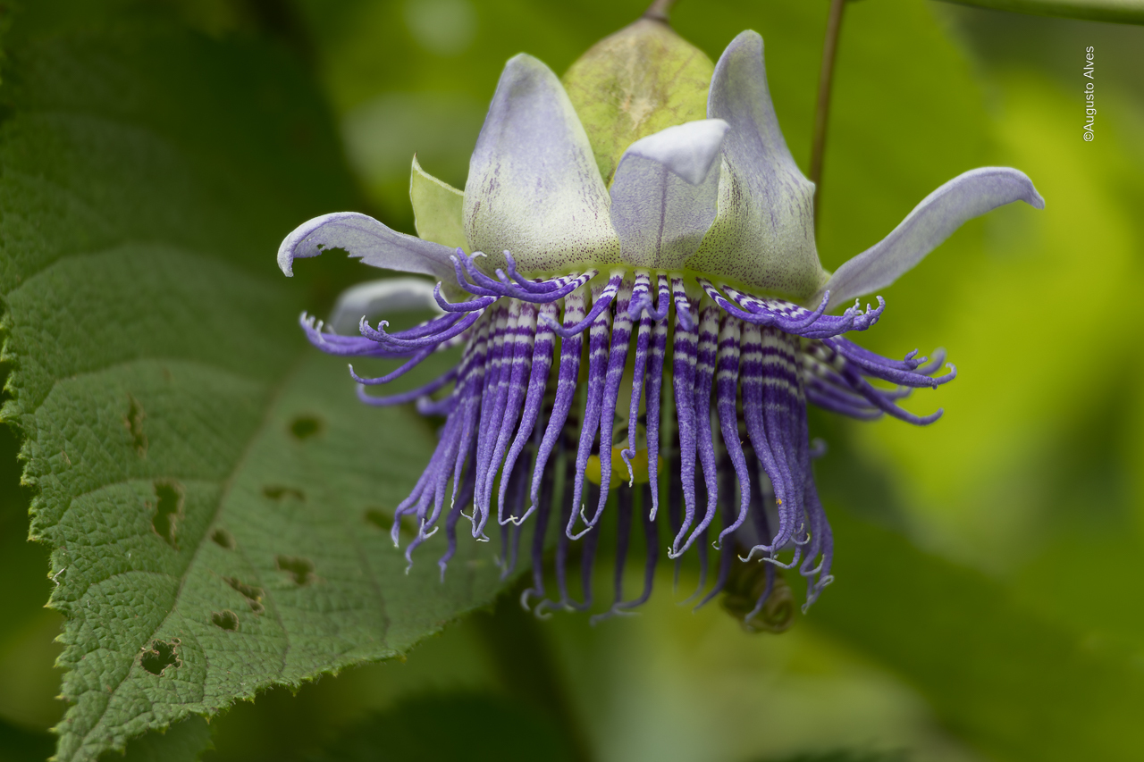 Passiflora serratodigitata