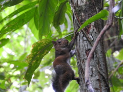 Sciurus deppei