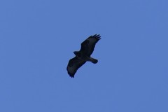 Buteo buteo