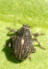 Rhinoncus leucostigma