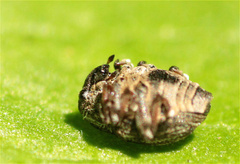 Rhinoncus leucostigma