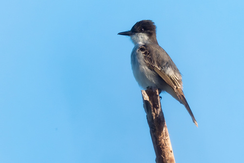 Loggerhead Kingbird (Tyrannus caudifasciatus), photo 5