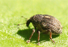 Rhinoncus leucostigma