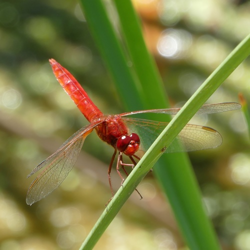 Vatreni jurišnik (Crocothemis erythraea)