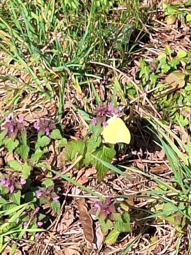 Common Brimstone