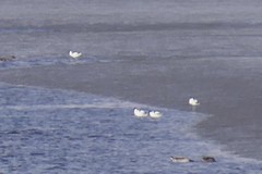 Recurvirostra avosetta